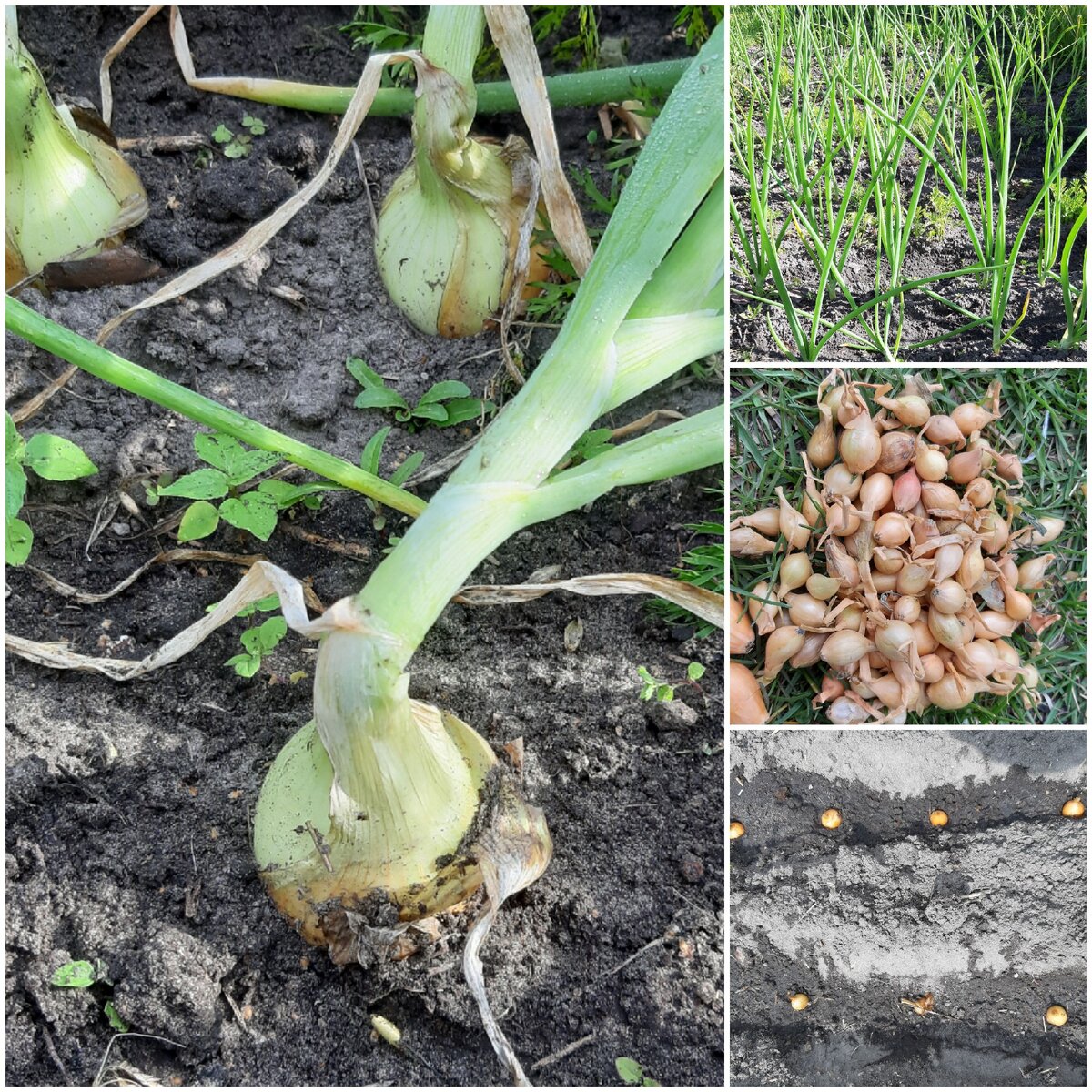 Все стадии выращивания лука. Фото автора.