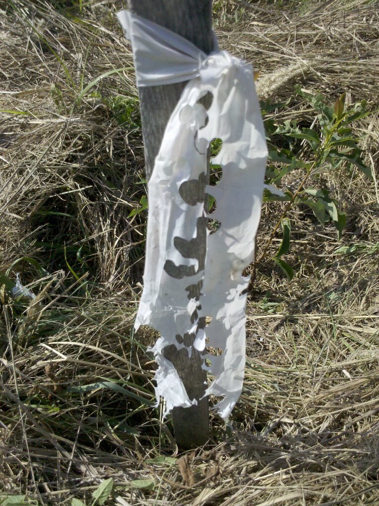 ОБ(ъ)ЕДЕННАЯ ЛЕНТОЧКА