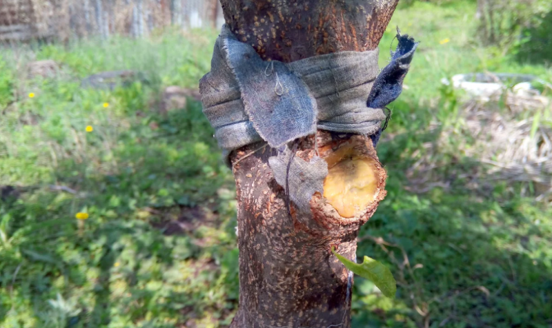 Так практически без затрат получилось справиться с проблемой. И вредными инсектицидами пользоваться не пришлось. Минус один – проводить обработка маслом нужно часто. Оно смывается дождем и высушивается под ветром и солнышком. Так что придется уделить внимание этому важному делу. Так же теперь борюсь с тлей и на бузине. Молодые кусты маслом обрабатываю, крупные обматываю липкой лентой от мух или использую клей от мышей. Им обмазываю не слишком толстым слоем и стволы яблонь, и слив. Завязей сразу стало больше, тля исчезла, и цветы муравьи не надкусывают.  Если же вредители все-таки появляются, то использую и другие методы: