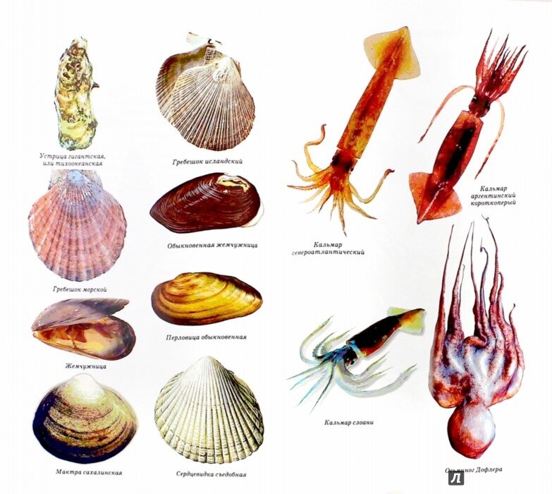 моллюски разные виды, морские жители, ракообразные моллюски, морские рыбки и моллюски