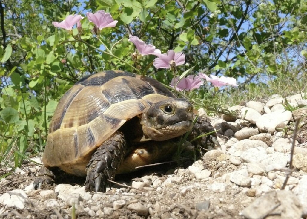 Turtle на русский. Средиземноморская черепаха Никольского. Средиземноморская сухопутная черепаха Никольского. Черепаха Никольского Средиземноморская черепаха. Средиземноморская черепаха Никольского Краснодарский край.