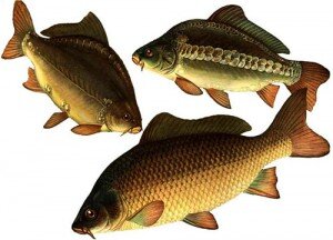 Неоспоримый вкус его мяса делает наваристой приготовленную уху. Выловить карпа при естественных условиях обитания является нелегкой задачей. Осложняет ее незнание повадки подводного обитателя и особенностей водоема. Мелкий карп предпочитает пребывать в больших стаях, а большие экземпляры держатся несколькими особями. Карпу очень нравится глубина, но вдаль от пышных водорослей стаи рыбы не отходят. В низовье реки, течение которой умеренное, карпу понравятся многочисленные тихие ямы на дне. Вполне подходящими местами для обитания служат затопленные лесные вырубки, на которых сбереглись пни, различные коряги и глубина не меньше четырех метров. На некотором расстоянии от подобных зарослей (около трехсот метров) карпы устраивают себе стоянки, из которых каждый день выходят для поиска корма. Двигаются они постоянным маршрутом.