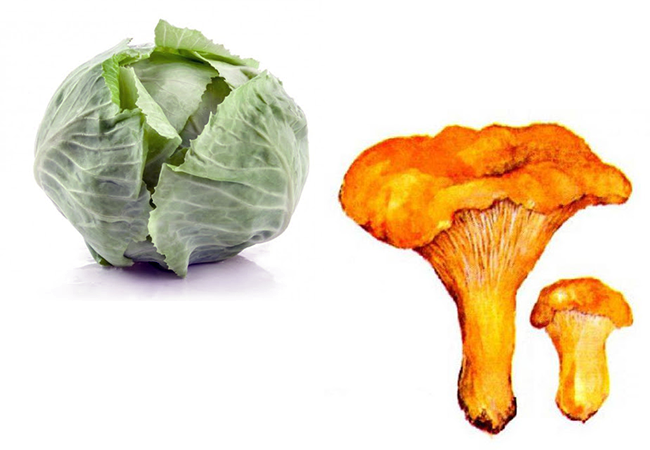 Лисички с капустой — вкусное сочетание