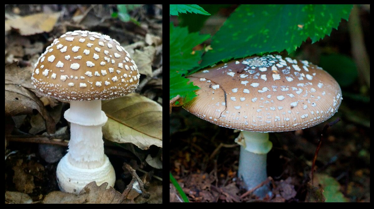 Пантерный мухомор