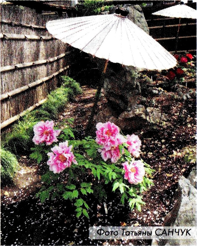 Пион под зонтиком Япония