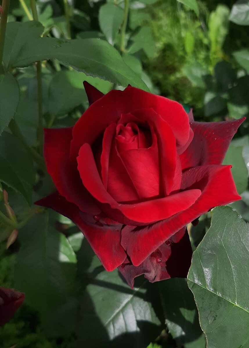 Кажется я ее вспомнила: Блэк Баккара. Чайно-гибридная роза.