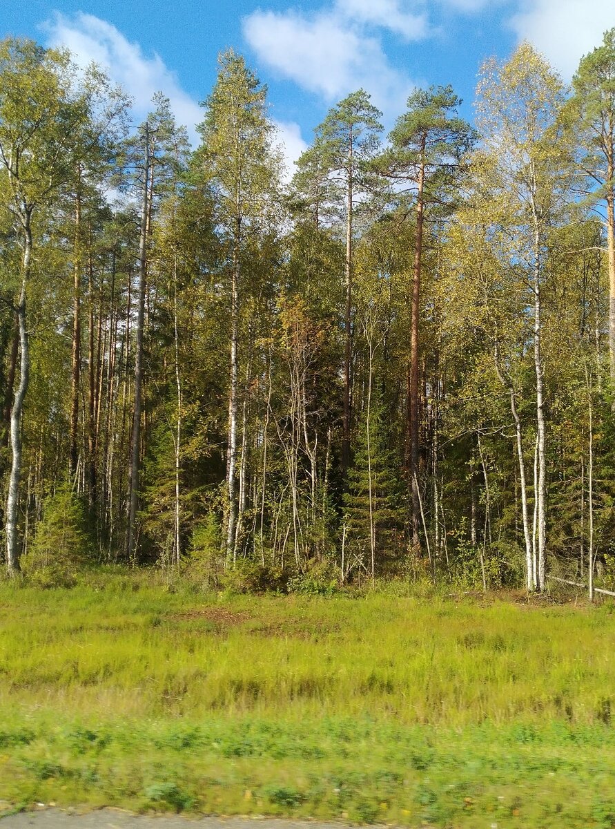 Очень красивые леса почти всю дорогу