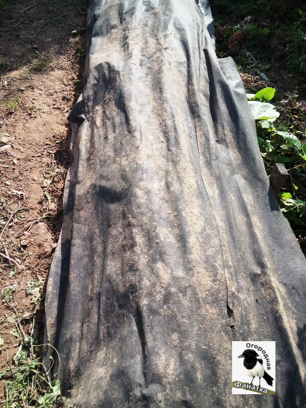 На эту грядку сначала положила остатки после сбора урожая гороха, а также кусты календулы, а уже сверху закрыла спанбондом, который в большей степени играет роль защиты от кур, которые любят копаться в мульче на грядке