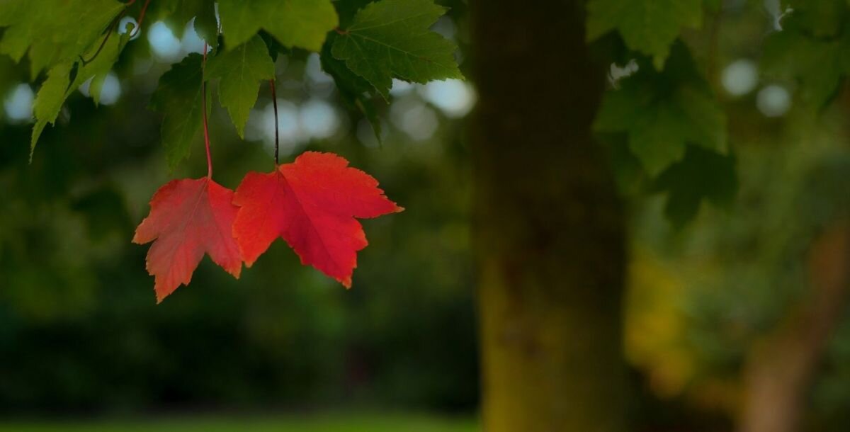 Фото: pixabay.com
