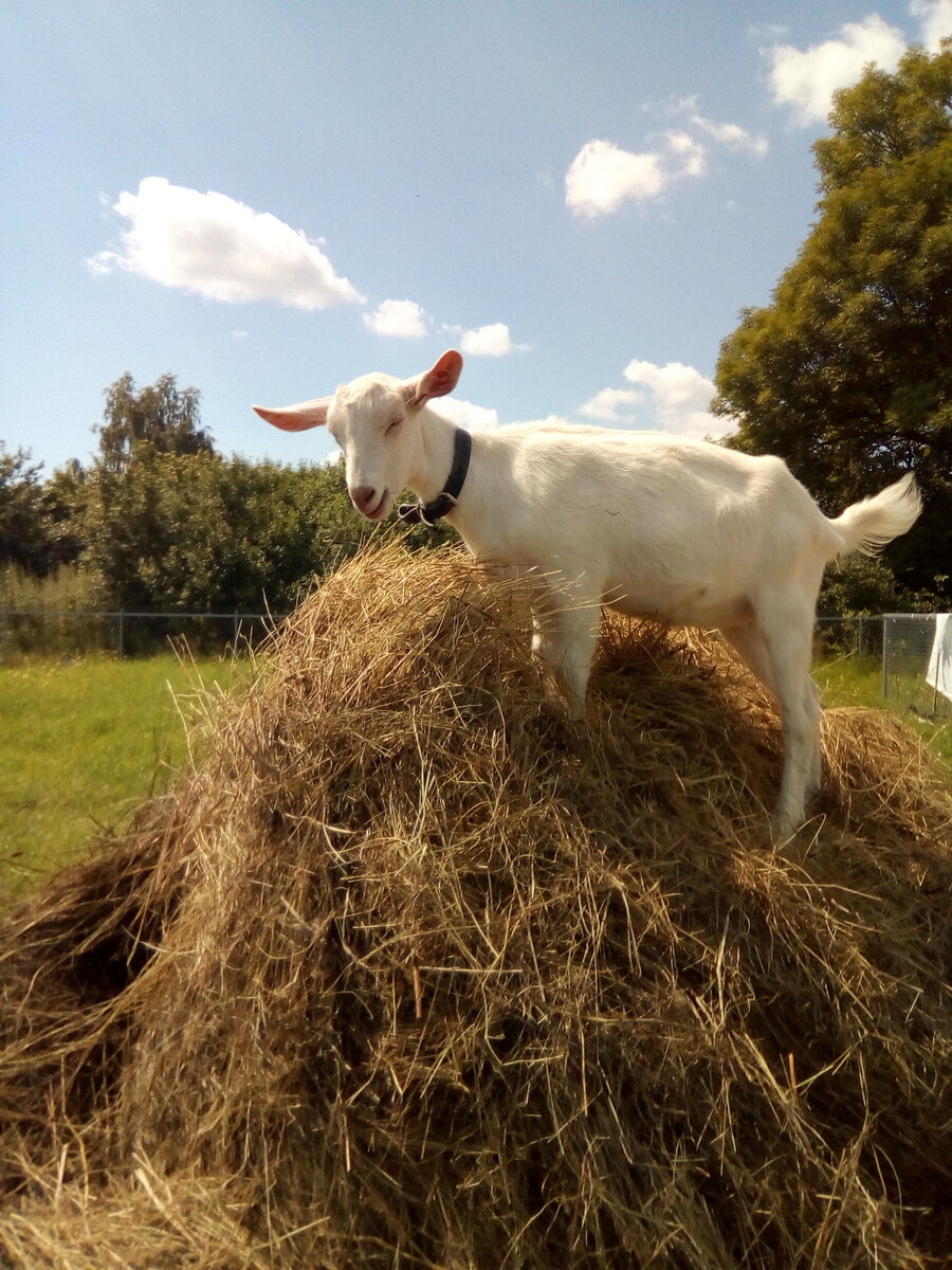 в каком возрасте козлик может покрыть козу
