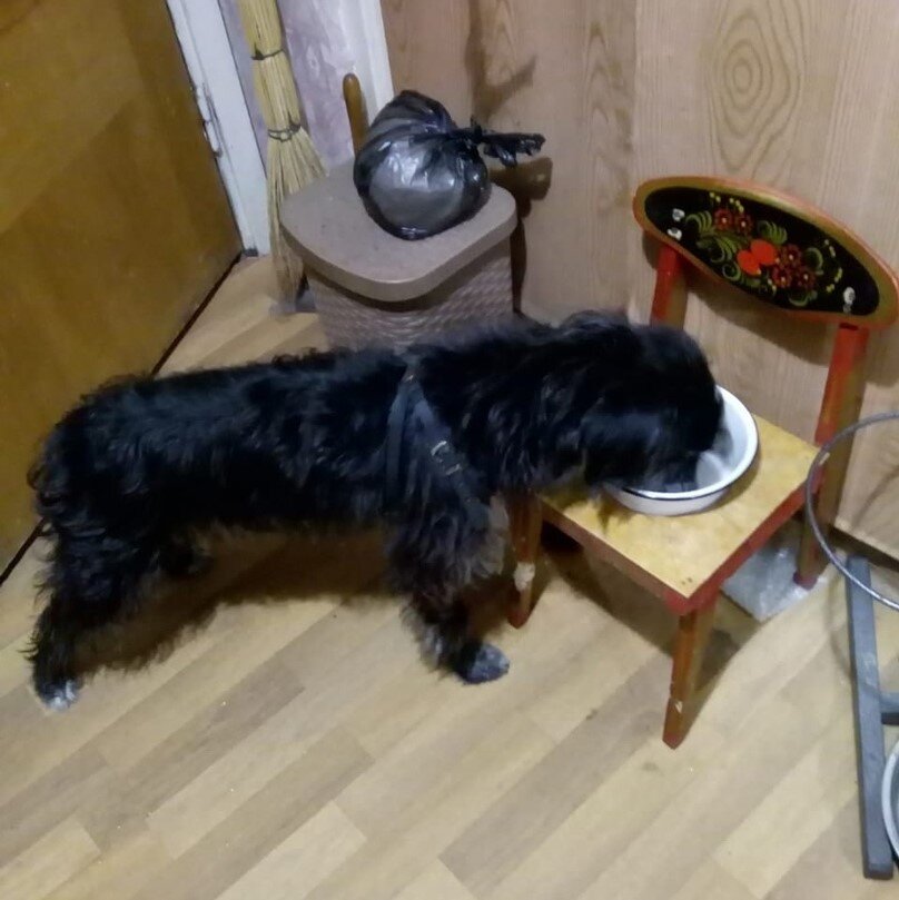 Кнопа обедает