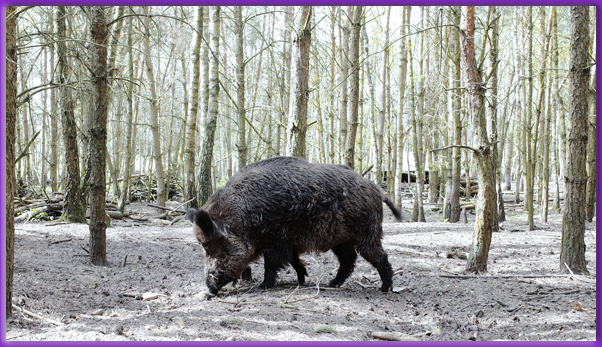 Ищу-свищу, еду я все равно отыщу