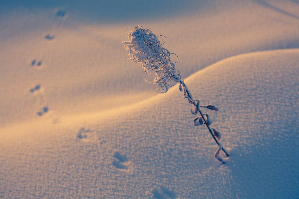 СНЕЖНЫЕ ВЕТКИ СВОИМИ РУКАМИ...SNOW BRANDS WITH YOUR HANDS.