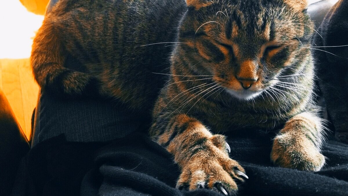 Питомцы кошки коты наука