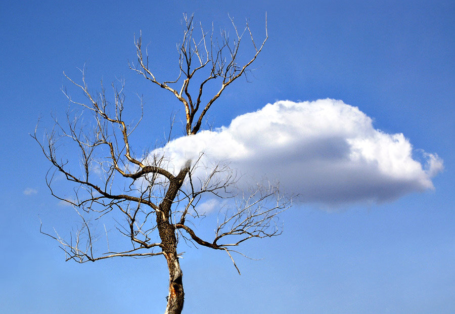 Грозовое небо. Дерево на фоне облаков. Деревья выше облаков. Картинки аисты в небе. Небо деревья.