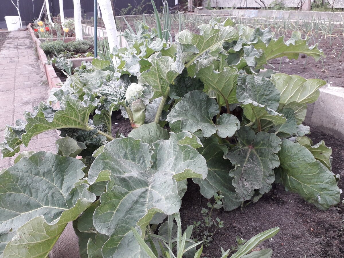 Мой ревень (фото из личного архива)