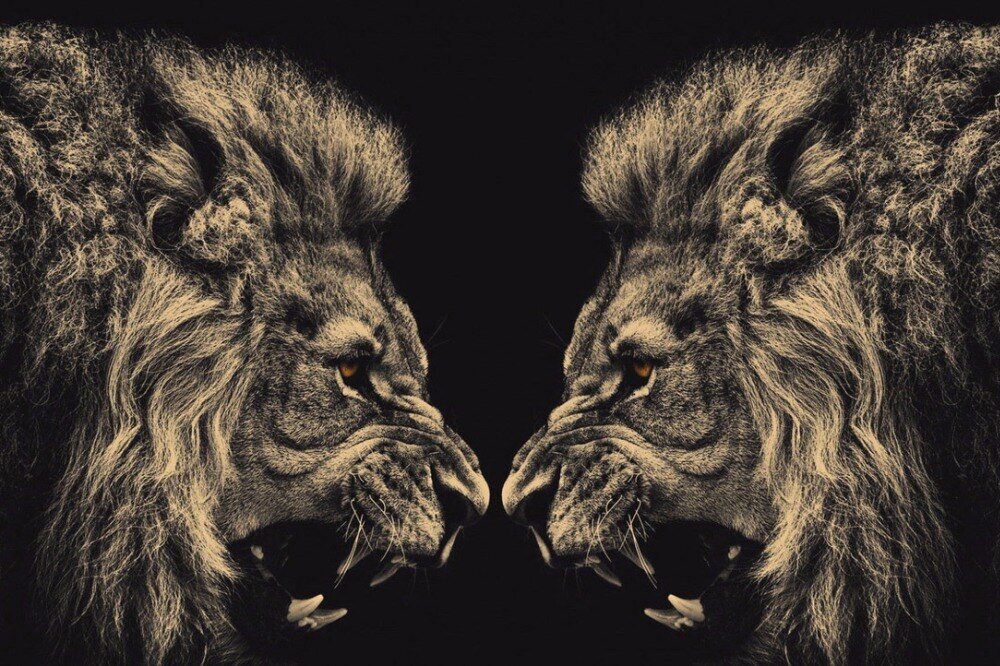 Естественно, царь зверей возглавляет список