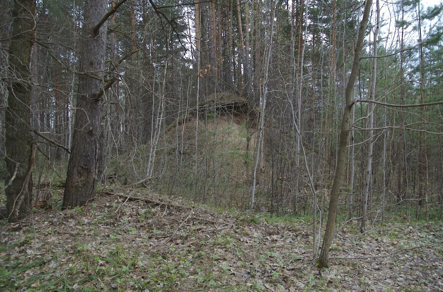 Скрытый лес. Бернгардовка лес грибы. Лес в Бернгардовке фото. Лес нас спрячет. Шарики спрятаны в лесу.