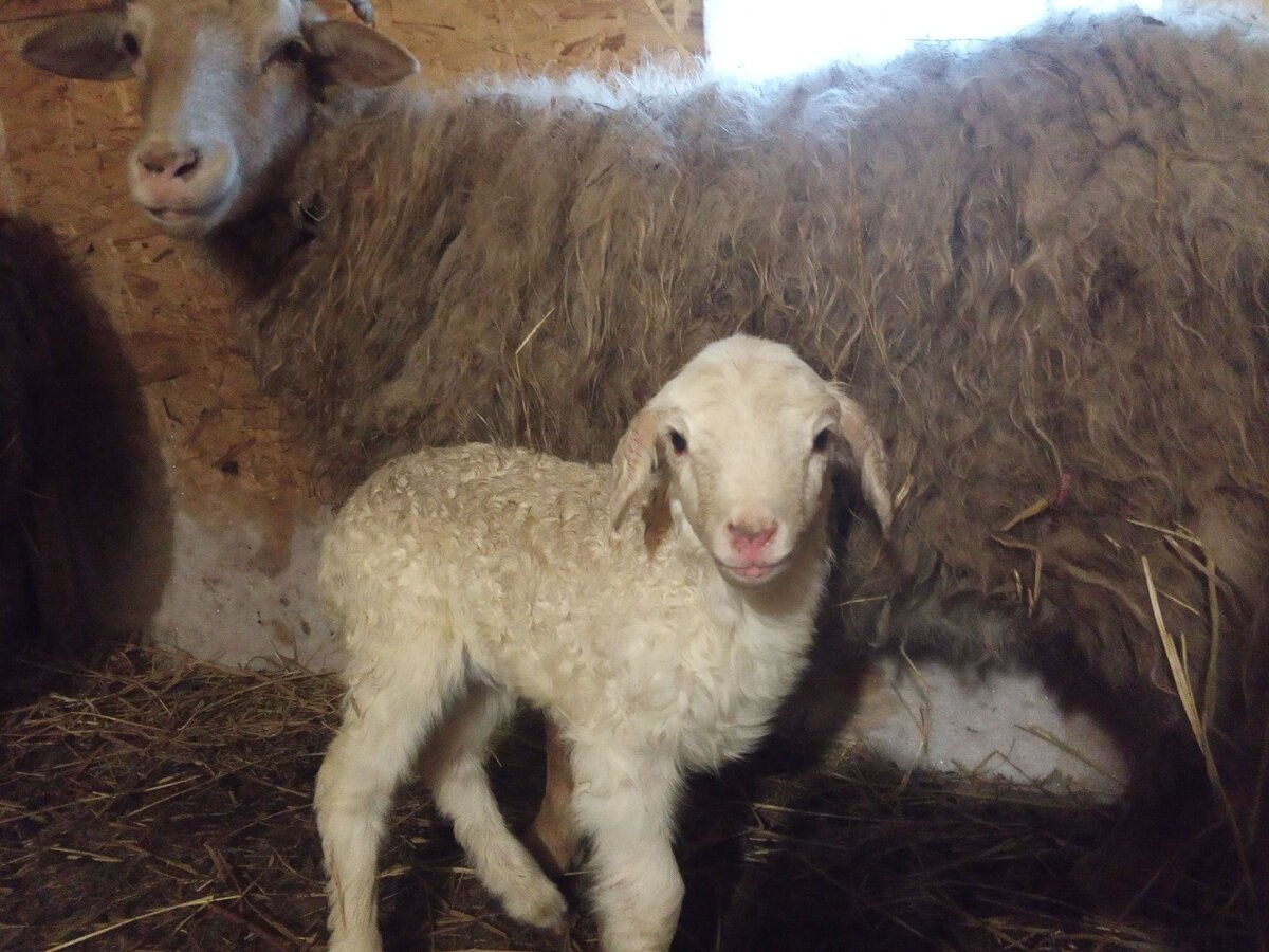 Вот она, Моя Прелесть! ))