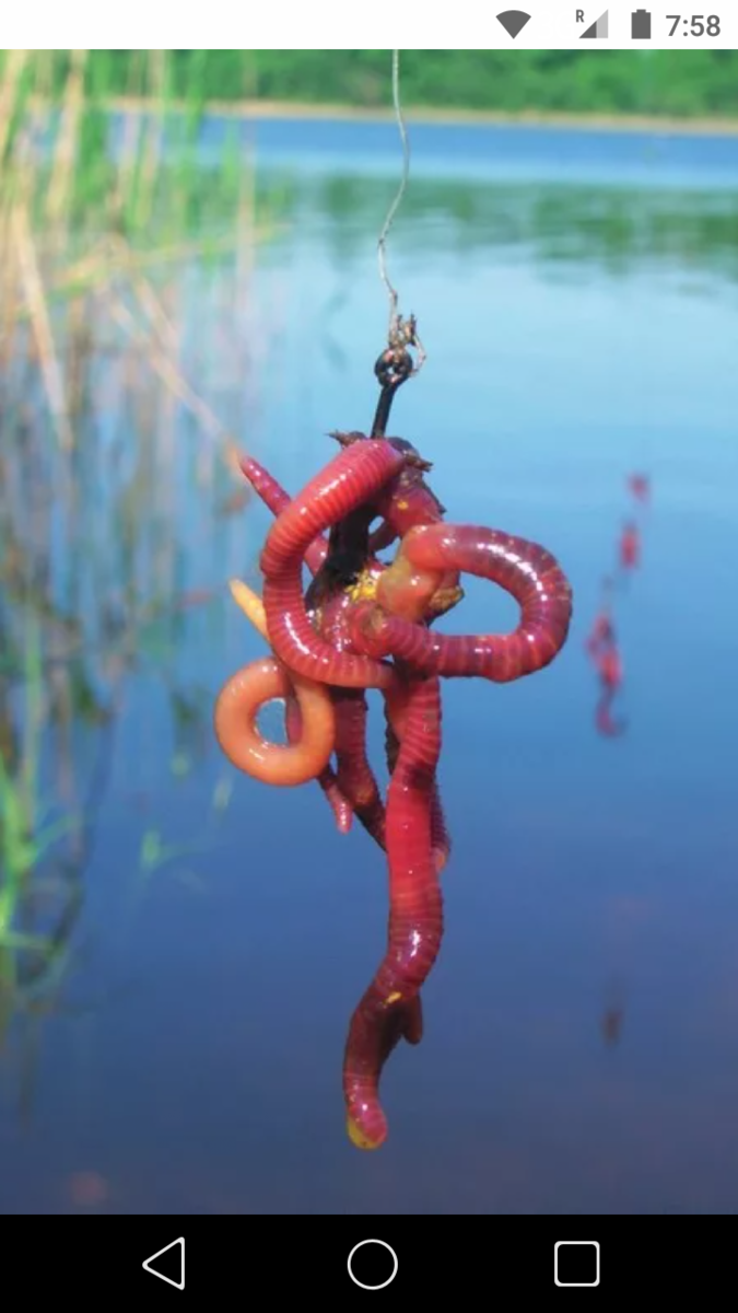 фото Из моих правил: как насадить червя на крючок