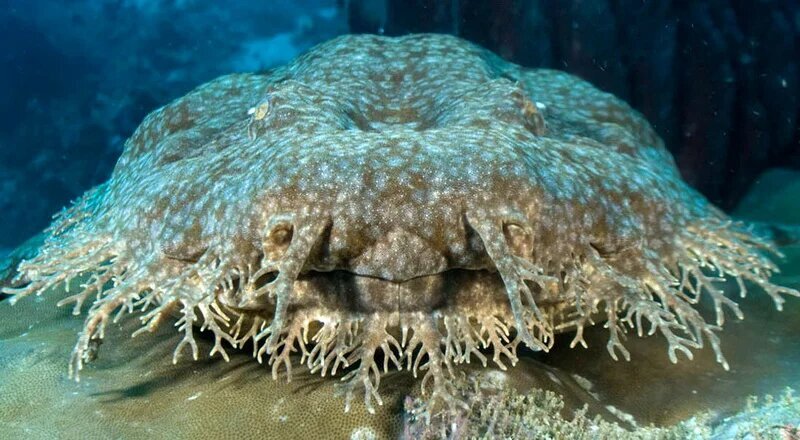 Когда попытался отрастить бороду, но выросла какая-то непонятная бахрома.