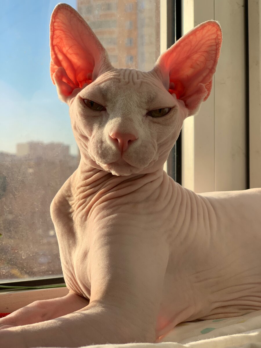 Mr. Lex Greeneyes