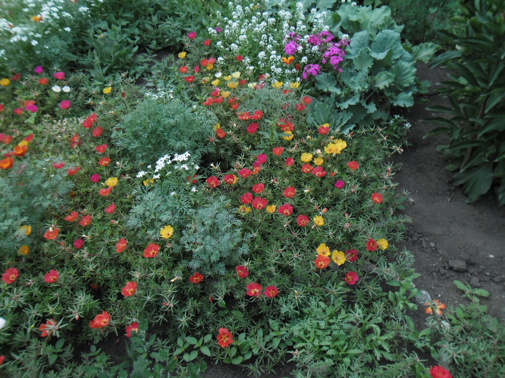 Так, места до дороги еще много, чем то надо украсить, все лучше, чем бурьян, посеяла портулак, растет до сих пор на этом месте)