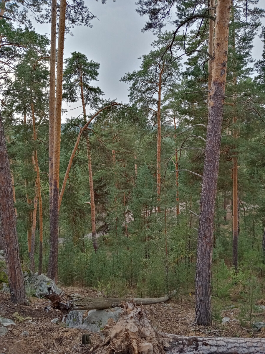 Близ Сызрани, далеко от сибирских краёв