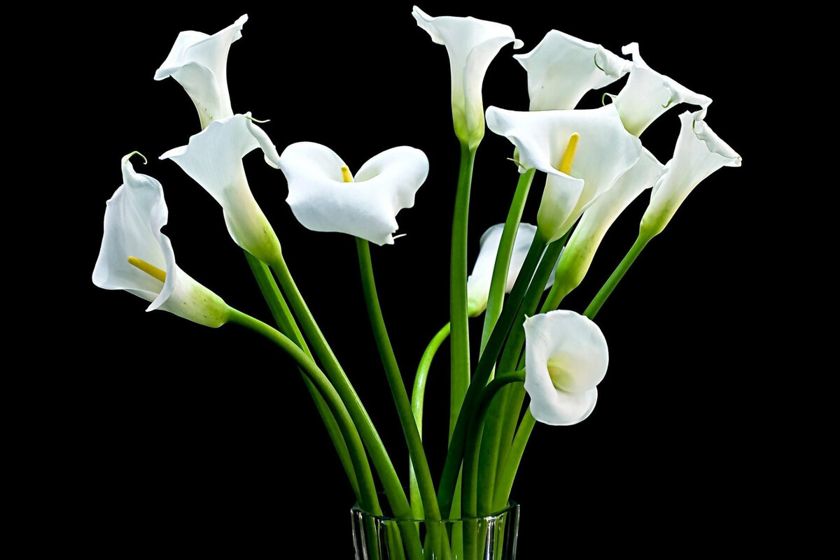 Белые каллы