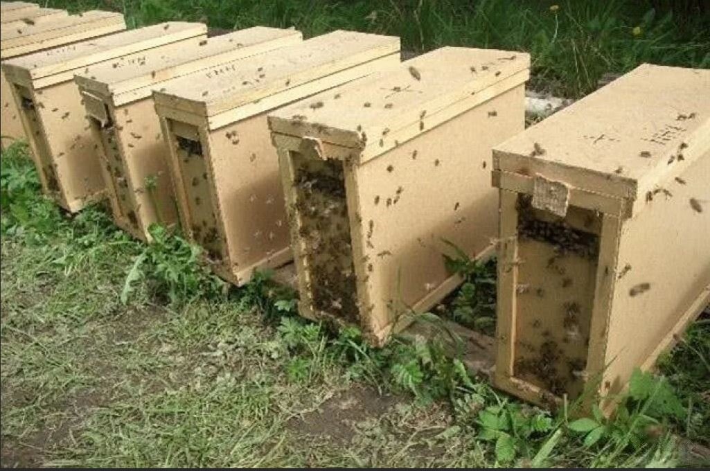 Отдам пчел. Пчелопакеты Карника Бакфаст. Пчелопакеты,пчелосемьи Карника. Матка Карника, Карпатка ,Бакфаст. Четырех рамочные пчелопакеты.