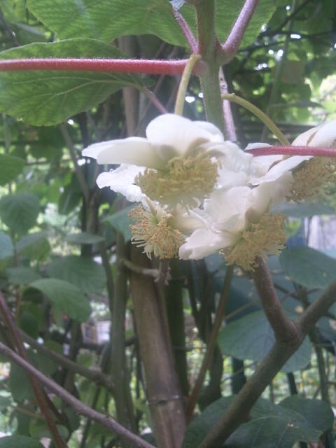 Цветок киви