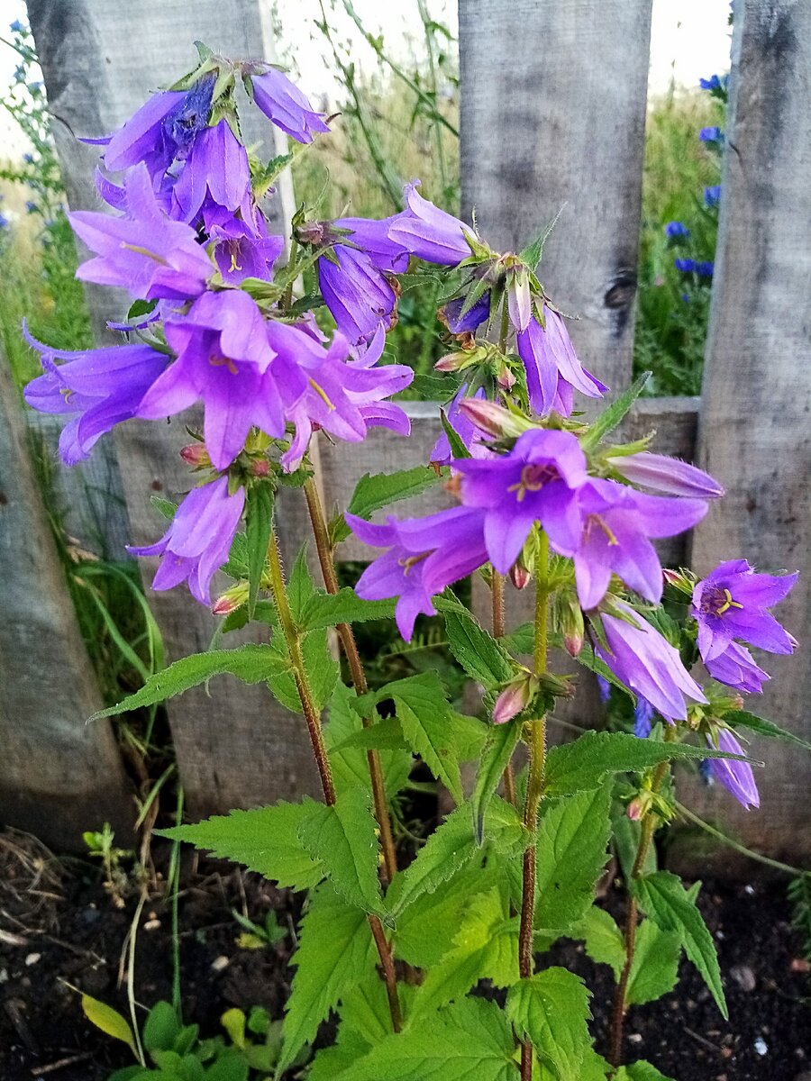 Многолетники, которые быстро разрастаются и легко размножаются | Наша ...