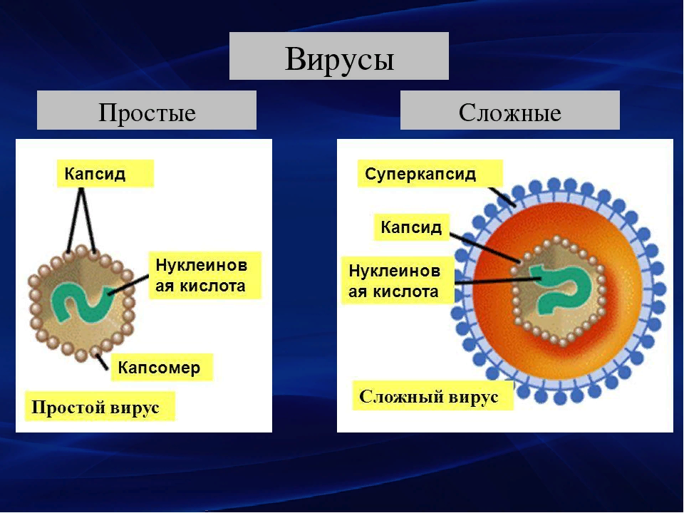 Строение простых и сложных вирусов. Строение сложного вируса микробиология. Структура сложного вируса. Структура вирусов. Простые и сложные вирусы..