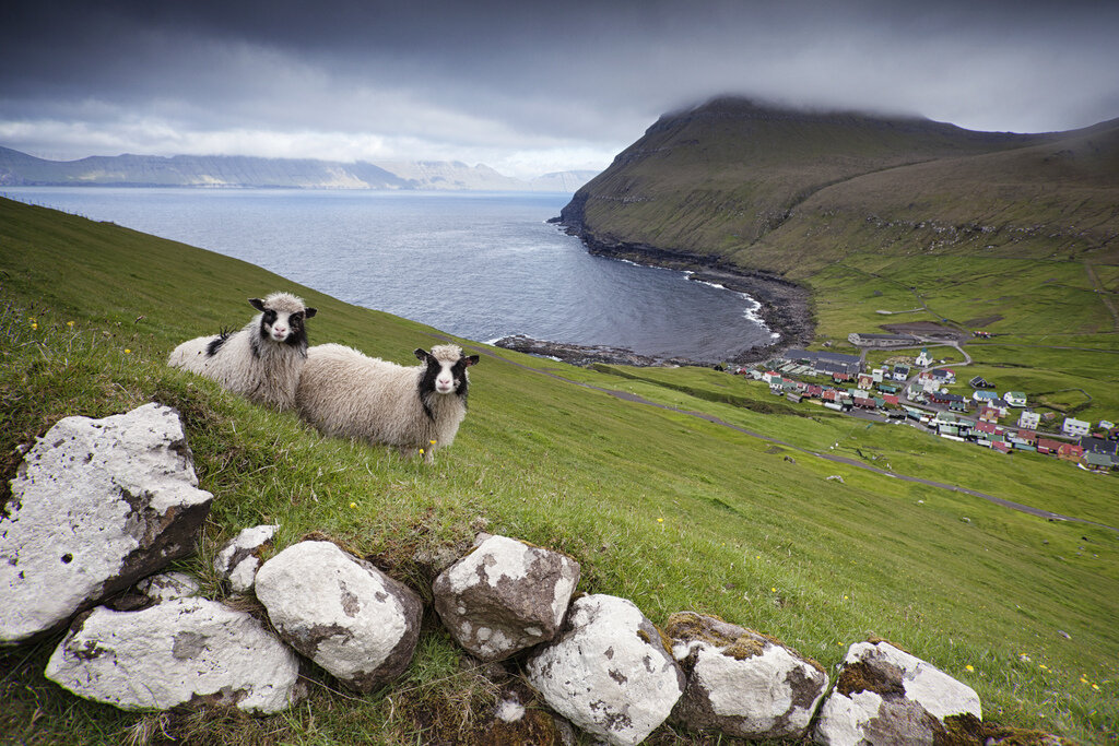 Идеальный климат для роста травы - основной пищи домашнего скота фарерцев