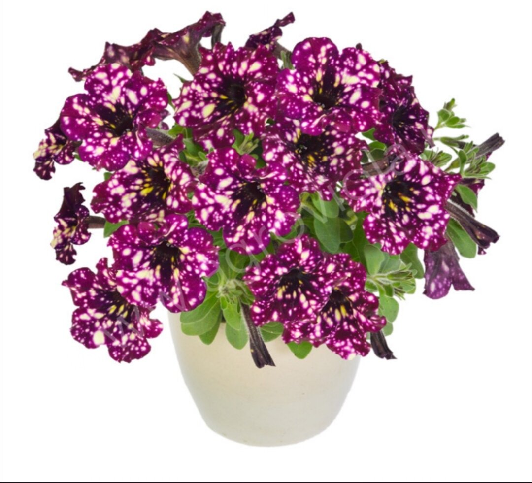 Петуния Petunia Galaxy Lilac New