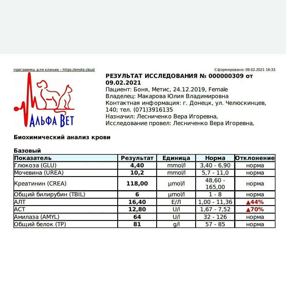 Кошечка Боня: за четыре дня мы сделали многое!) | Блог #Мими_кися | Дзен