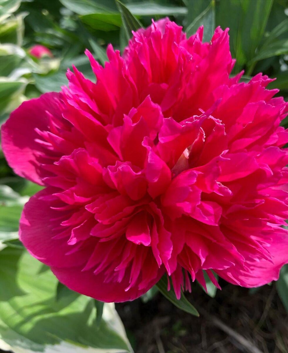 первое фото