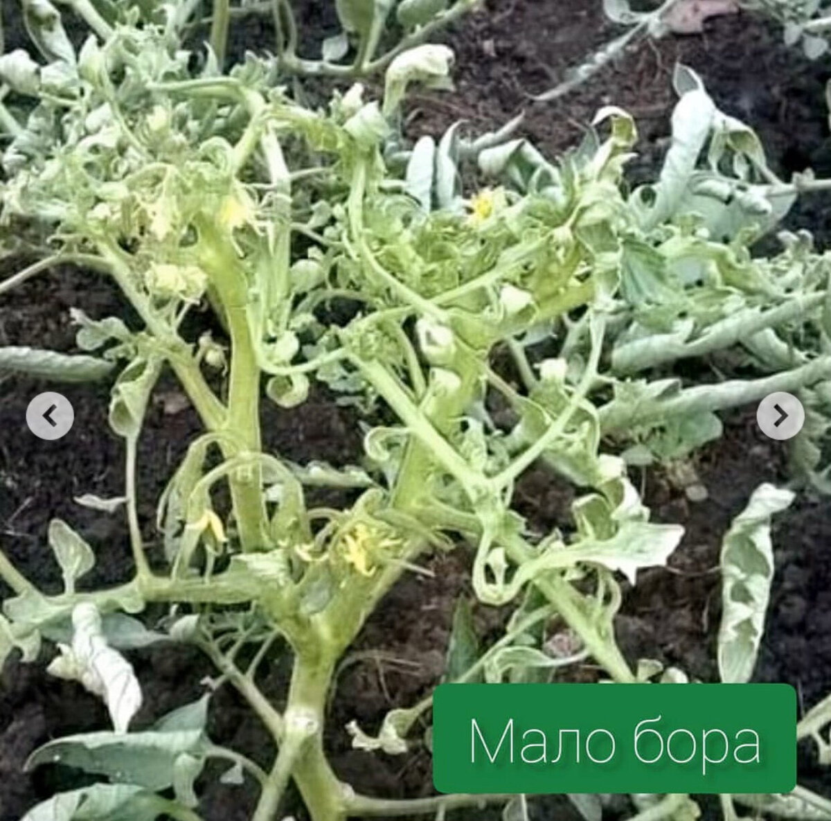 нехватка микроэлементов