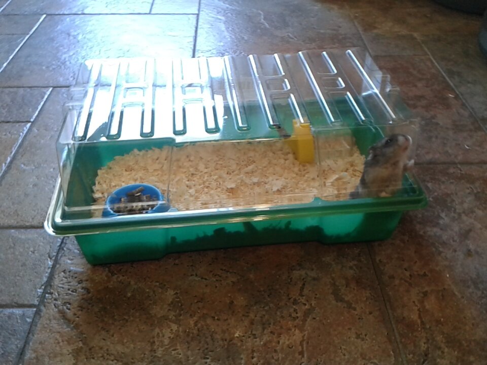 готовится к побегу