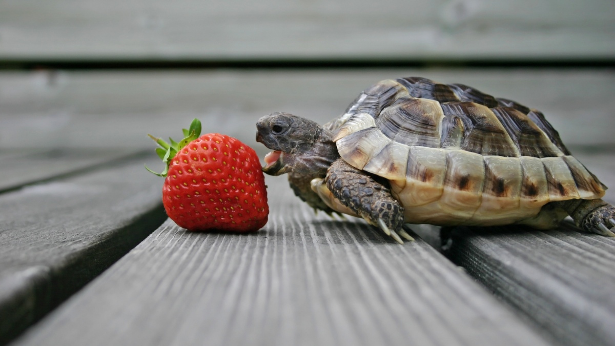 этот кусочек оказался больше, чем он мог откусить