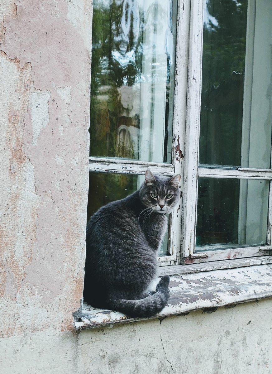 Underground cat