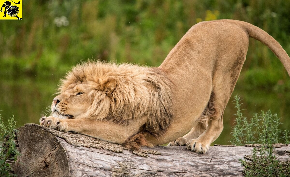 зодиакальный гороскоп знак зодиака лев расставание