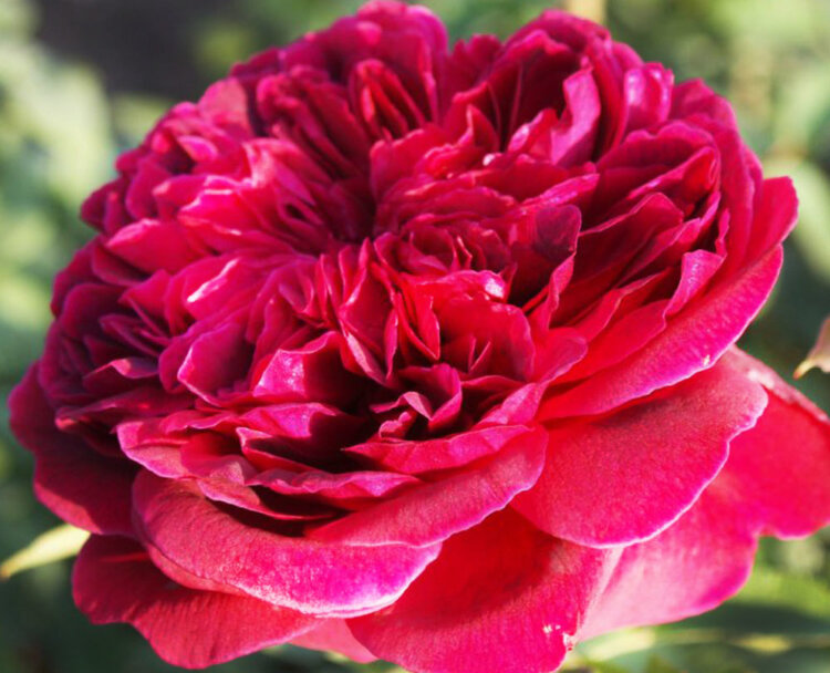 Цитрусовые нотки: свежий и освежающий запах лимона и грейпфрута