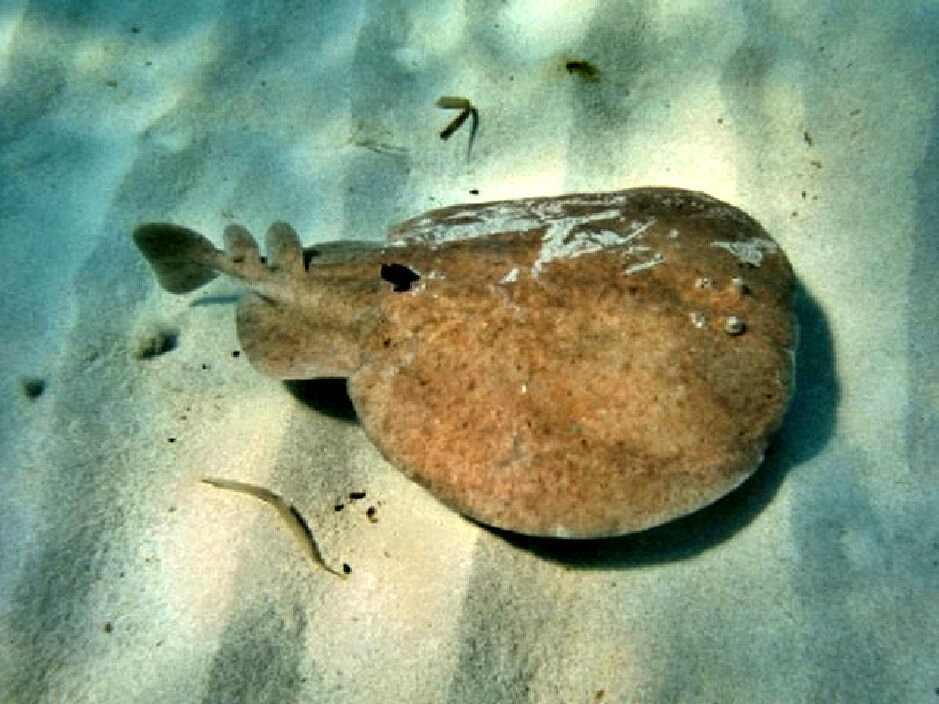 Электрический скат