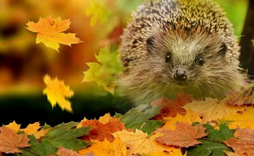 фото из открытого доступа