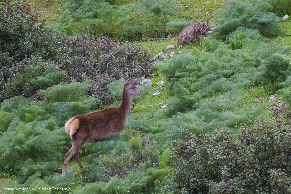 Ты враг или пища?