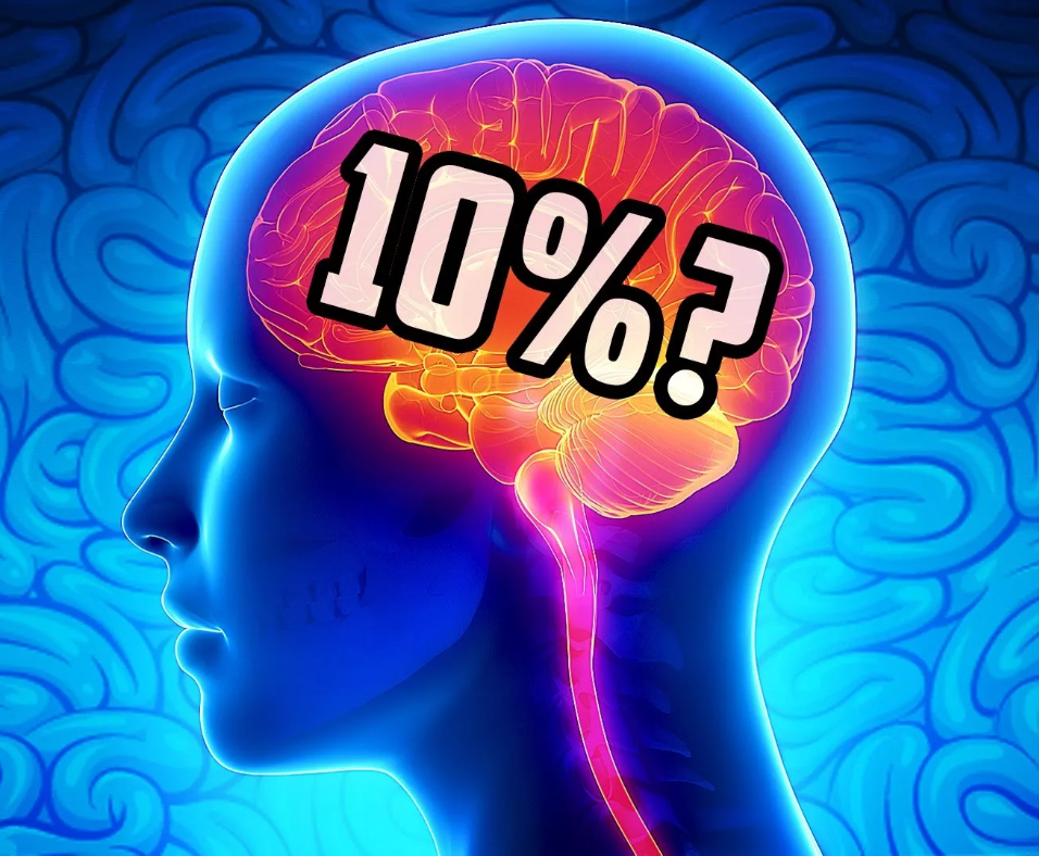 Используем мозг на 10% от возможностей?