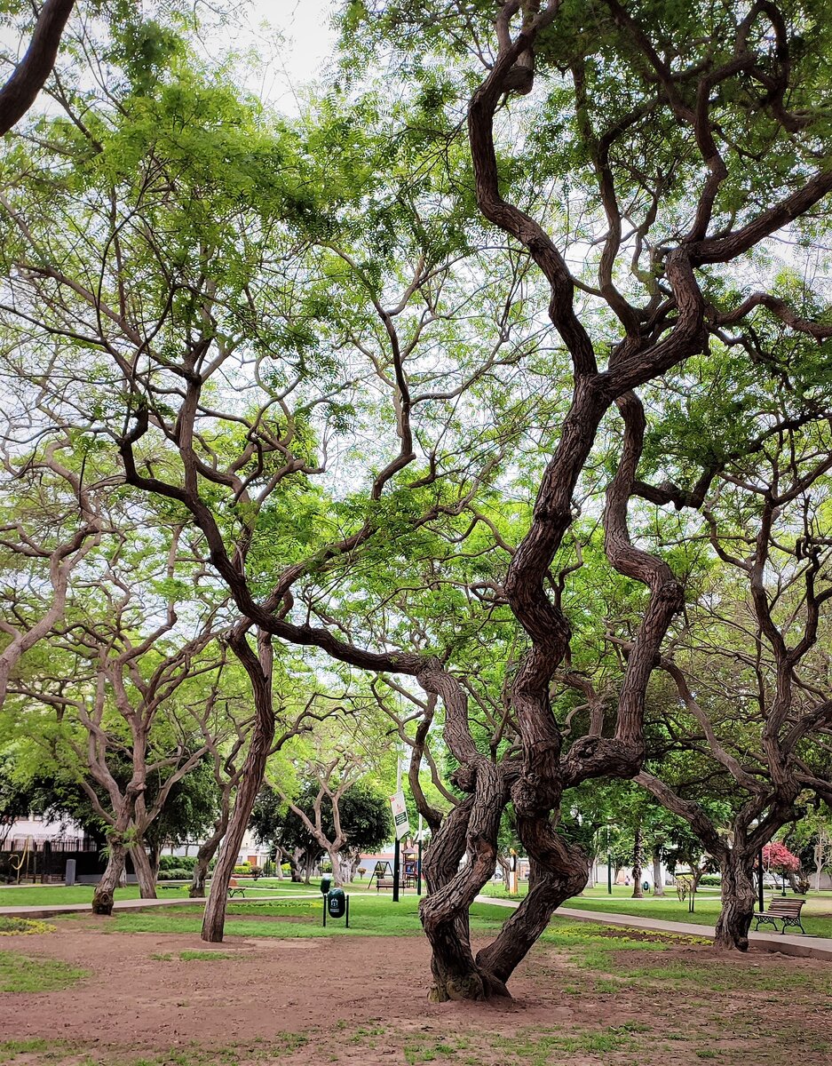 А вот и сам парк. Во дворе одного из прилегающих домов  я увидела юношу, который на фото вверху.
