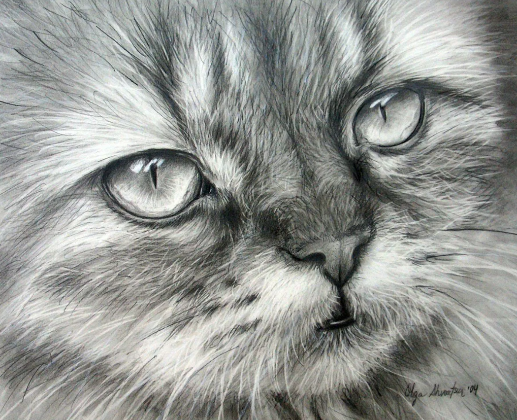 Картины карандашом. Животные карандашом. Кошка карандашом. Красивые картины карандашом.