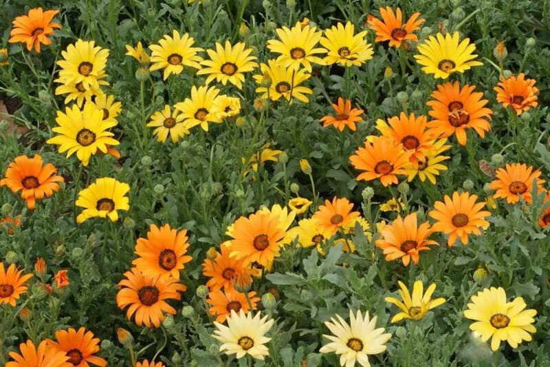 Нежная диморфотека